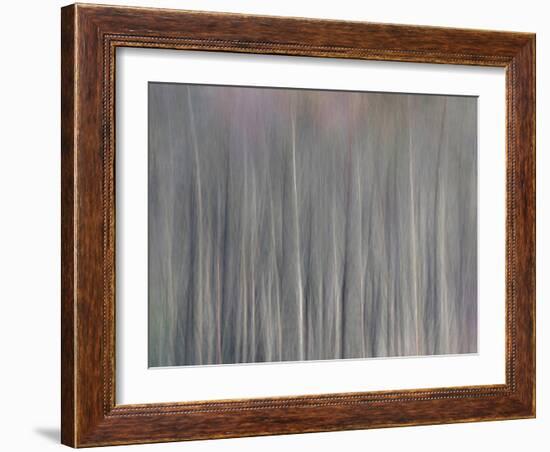 Abstract Tree Pattern, Great Smoky Mountains National Park, North Carolina, Usa-Adam Jones-Framed Photographic Print