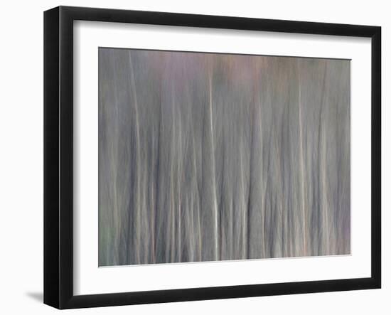 Abstract Tree Pattern, Great Smoky Mountains National Park, North Carolina, Usa-Adam Jones-Framed Photographic Print