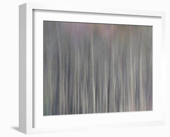 Abstract Tree Pattern, Great Smoky Mountains National Park, North Carolina, Usa-Adam Jones-Framed Photographic Print