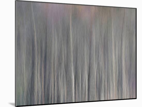 Abstract Tree Pattern, Great Smoky Mountains National Park, North Carolina, Usa-Adam Jones-Mounted Photographic Print