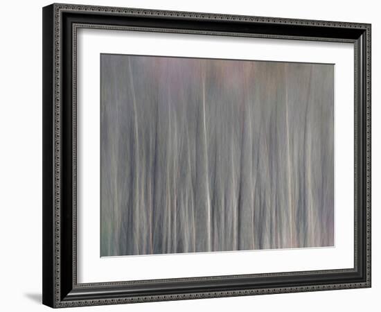 Abstract Tree Pattern, Great Smoky Mountains National Park, North Carolina, Usa-Adam Jones-Framed Photographic Print