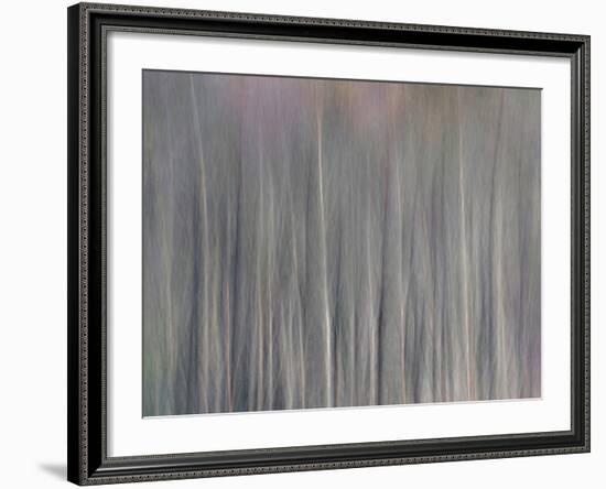 Abstract Tree Pattern, Great Smoky Mountains National Park, North Carolina, Usa-Adam Jones-Framed Photographic Print