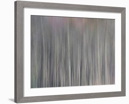 Abstract Tree Pattern, Great Smoky Mountains National Park, North Carolina, Usa-Adam Jones-Framed Photographic Print