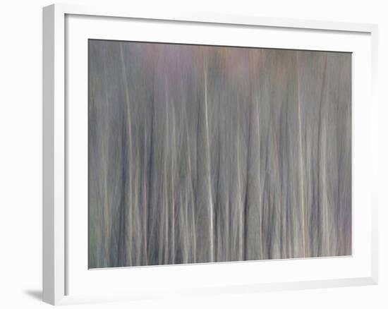 Abstract Tree Pattern, Great Smoky Mountains National Park, North Carolina, Usa-Adam Jones-Framed Photographic Print