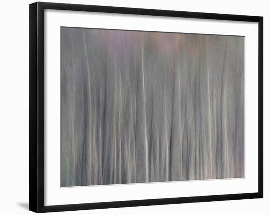 Abstract Tree Pattern, Great Smoky Mountains National Park, North Carolina, Usa-Adam Jones-Framed Photographic Print