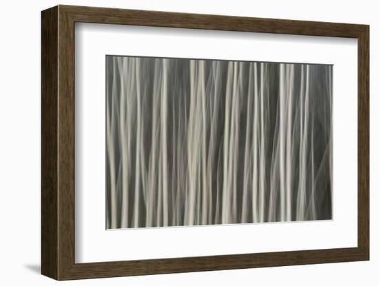 Abstract tree pattern, Great Smoky Mountains National Park, Tennessee-Adam Jones-Framed Photographic Print