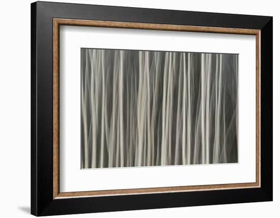 Abstract tree pattern, Great Smoky Mountains National Park, Tennessee-Adam Jones-Framed Photographic Print