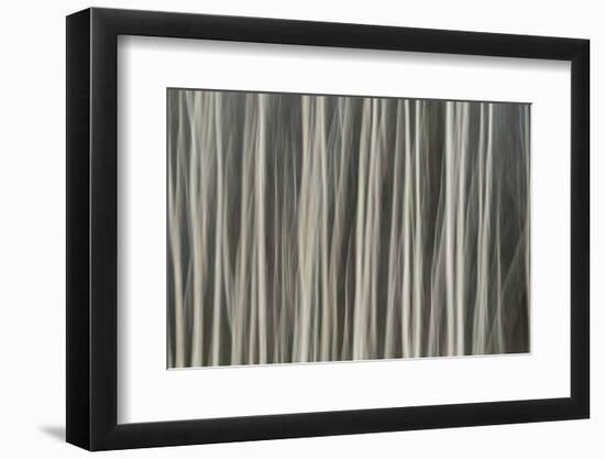 Abstract tree pattern, Great Smoky Mountains National Park, Tennessee-Adam Jones-Framed Photographic Print
