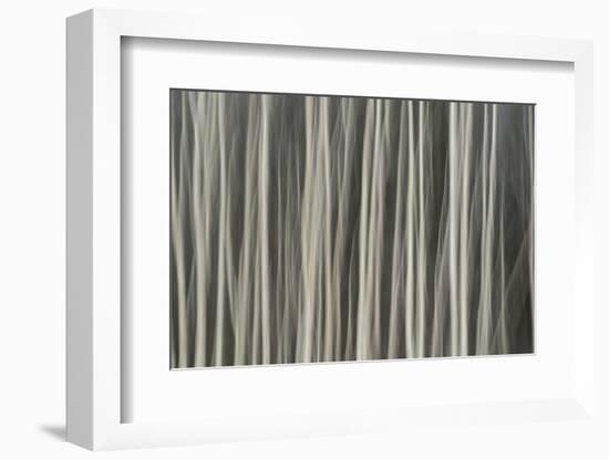 Abstract tree pattern, Great Smoky Mountains National Park, Tennessee-Adam Jones-Framed Photographic Print