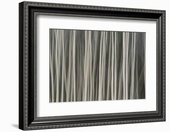 Abstract tree pattern, Great Smoky Mountains National Park, Tennessee-Adam Jones-Framed Photographic Print
