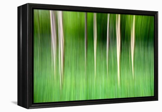 Abstract Trees-Mark Sunderland-Framed Premier Image Canvas