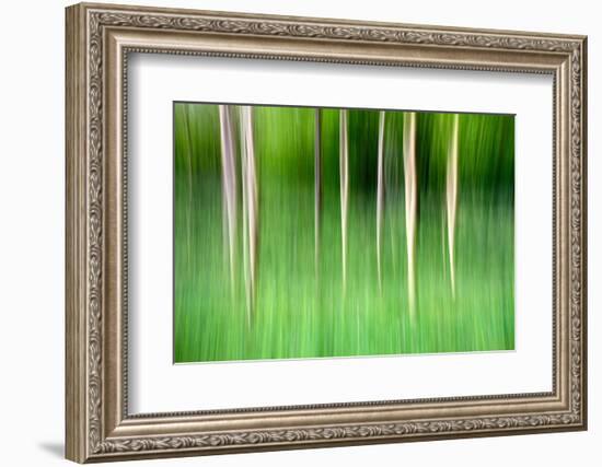 Abstract Trees-Mark Sunderland-Framed Photographic Print