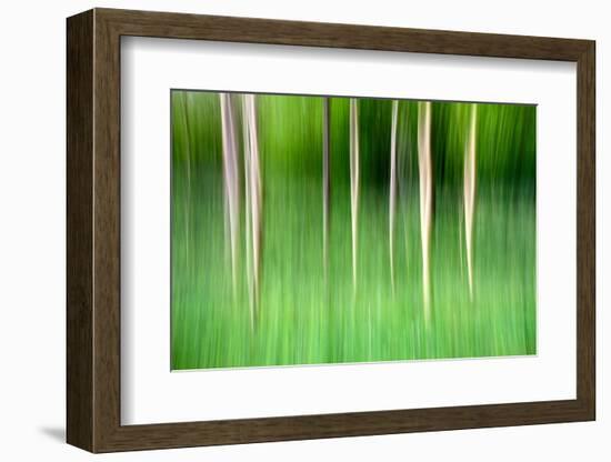 Abstract Trees-Mark Sunderland-Framed Photographic Print