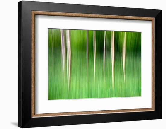 Abstract Trees-Mark Sunderland-Framed Photographic Print