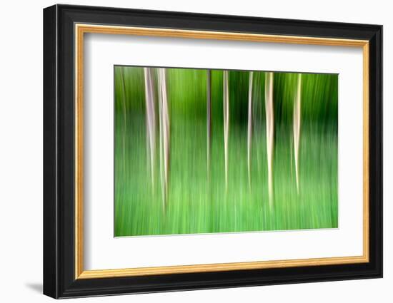 Abstract Trees-Mark Sunderland-Framed Photographic Print