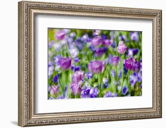 Abstract tulips, Giverny, France-Russ Bishop-Framed Photographic Print