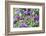 Abstract tulips, Giverny, France-Russ Bishop-Framed Photographic Print