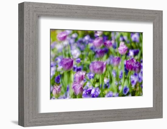 Abstract tulips, Giverny, France-Russ Bishop-Framed Photographic Print