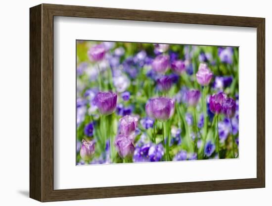 Abstract tulips, Giverny, France-Russ Bishop-Framed Photographic Print