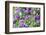Abstract tulips, Giverny, France-Russ Bishop-Framed Photographic Print