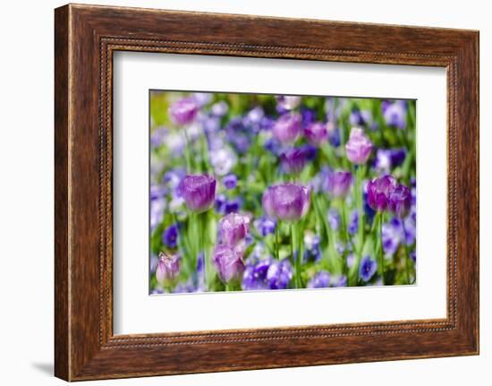 Abstract tulips, Giverny, France-Russ Bishop-Framed Photographic Print