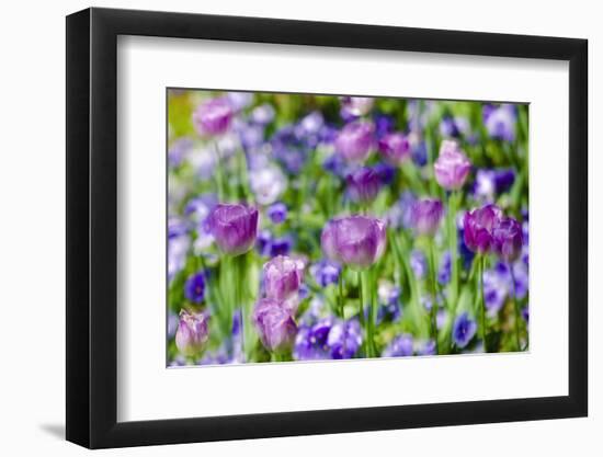 Abstract tulips, Giverny, France-Russ Bishop-Framed Photographic Print