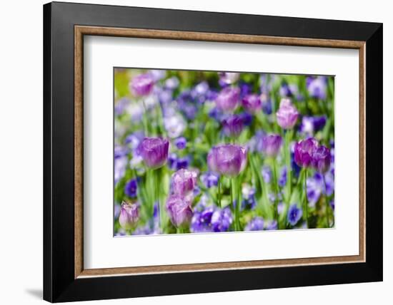 Abstract tulips, Giverny, France-Russ Bishop-Framed Photographic Print