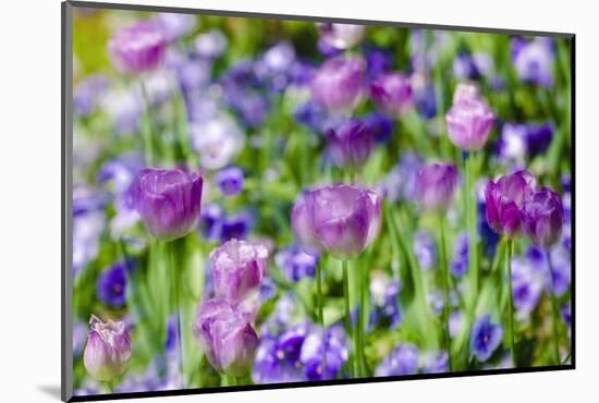 Abstract tulips, Giverny, France-Russ Bishop-Mounted Photographic Print