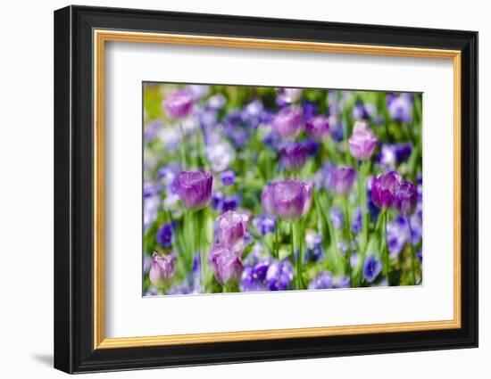 Abstract tulips, Giverny, France-Russ Bishop-Framed Photographic Print