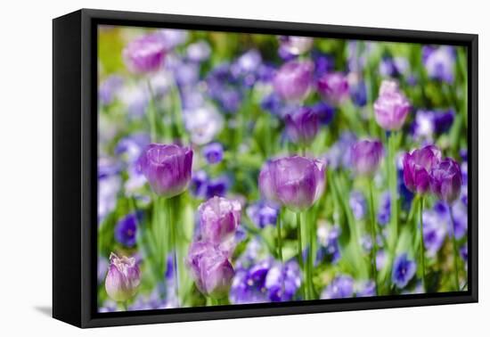 Abstract tulips, Giverny, France-Russ Bishop-Framed Premier Image Canvas