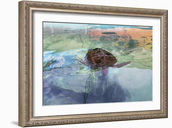 Abstract Turtle-Incredi-Framed Giclee Print