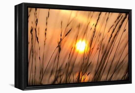 Abstract Visions-Adrian Campfield-Framed Premier Image Canvas