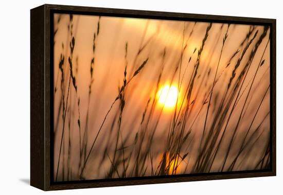 Abstract Visions-Adrian Campfield-Framed Premier Image Canvas