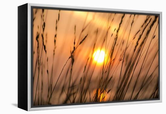 Abstract Visions-Adrian Campfield-Framed Premier Image Canvas