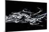 Abstract White Smoke - Shark-Philippe HUGONNARD-Mounted Art Print