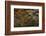 Abstract wood grain-Ken Archer-Framed Photographic Print