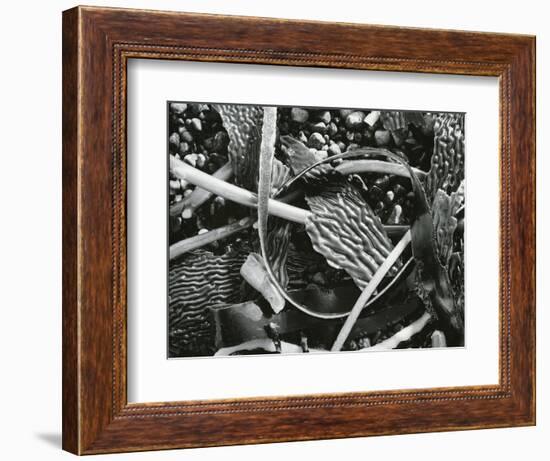 Abstraction of torn kelp blades tangled in stipes, c. 1965-Brett Weston-Framed Photographic Print