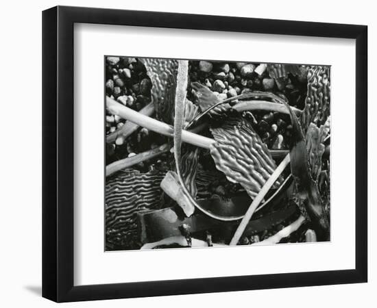 Abstraction of torn kelp blades tangled in stipes, c. 1965-Brett Weston-Framed Photographic Print