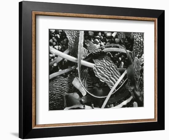 Abstraction of torn kelp blades tangled in stipes, c. 1965-Brett Weston-Framed Photographic Print