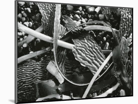 Abstraction of torn kelp blades tangled in stipes, c. 1965-Brett Weston-Mounted Photographic Print