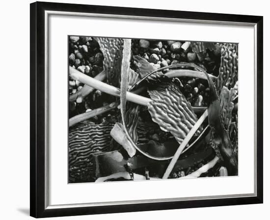 Abstraction of torn kelp blades tangled in stipes, c. 1965-Brett Weston-Framed Premium Photographic Print