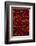 Abundance of Red Chilies-Randy Faris-Framed Photographic Print