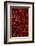 Abundance of Red Chilies-Randy Faris-Framed Photographic Print