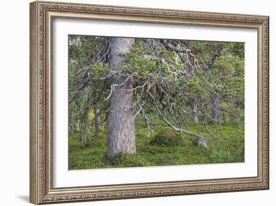 Abundant Forest-Staffan Widstrand-Framed Giclee Print