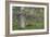 Abundant Forest-Staffan Widstrand-Framed Giclee Print