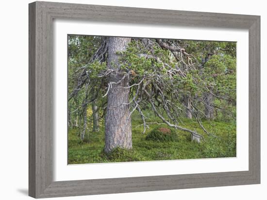 Abundant Forest-Staffan Widstrand-Framed Giclee Print