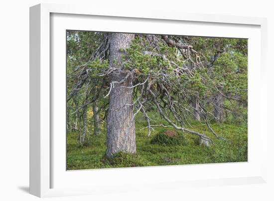 Abundant Forest-Staffan Widstrand-Framed Giclee Print