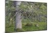 Abundant Forest-Staffan Widstrand-Mounted Giclee Print