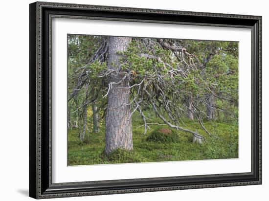 Abundant Forest-Staffan Widstrand-Framed Giclee Print