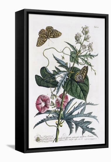 Abutilon and Convolvulus, C.1748-Georg Dionysius Ehret-Framed Premier Image Canvas